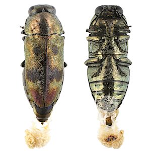 Diphucrania aurocyanea, PL4766, male, reared adult, from larva ex Cryptandra setifera (PJL 3493), EP